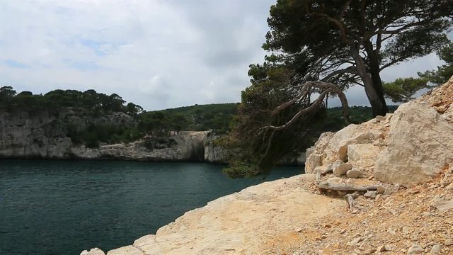 Grands pins sur les falaises rocheuses des calanques de Marseille.