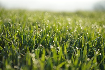 Gr&uuml;nes Grass mit Morgen Tau lichter Bokeh