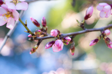 Detalle de almendro en flor en primavera