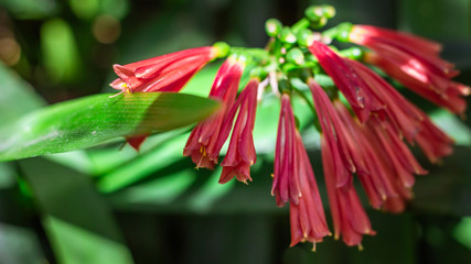 red and green flower