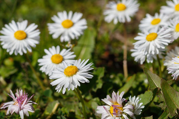 Beautiful Daisies in The Grass. Spring Blossom
