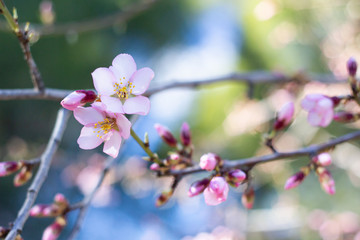 Detalle de almendro en flor en primavera