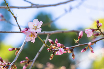 Detalle de almendro en flor en primavera