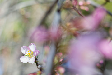 Detalle de almendro en flor en primavera