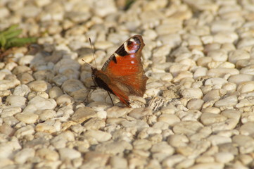 Schmetterling