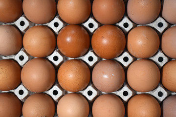 Egg panel Top View Background