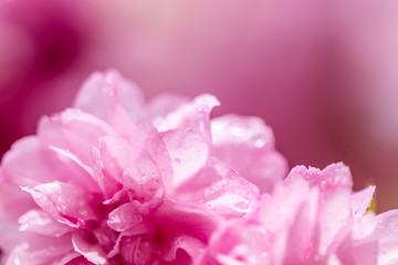 Close-up on pink cherry blossoms - background illustrating the arrival of spring