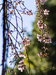 Detalle de almendro en flor en primavera