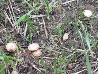 Fototapeta premium mushroom in the forest