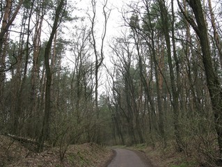 Obraz premium road in forest