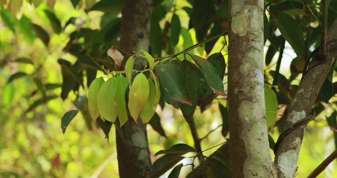 Goa, India. Leaves Of Saraca Indica Growing On Tree. Asoka-tree, Ashok Or Simply Asoca, Is A Plant Belonging To The Subfamily Detarioideae Of The Family Fabaceae