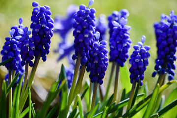 Blue grape hyacinths are illuminated by the midday sun
