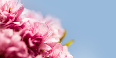 Close-up of pink cherry blossoms on a blue sky background - background illustrating the arrival of spring
