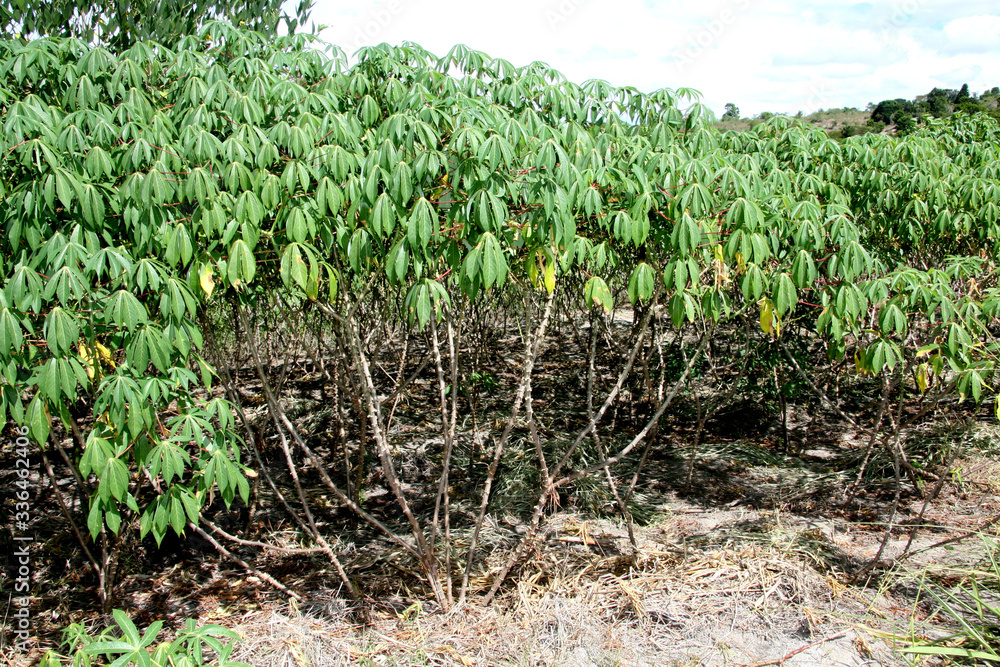 Wall mural cassava harvesting for flour production