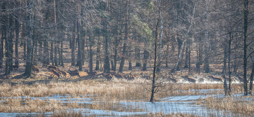Jelenie © Bartłomiej Kosmatko