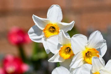 Obraz na płótnie Canvas Daffodils are illuminated by the midday sun