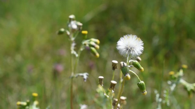 The plant of autumn hawkbit (Scorzoneroides autumnalis) swinging on the wind