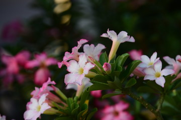 Colorful flowers and morning sunshine	