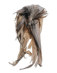 Dry, wilted corn, rotten maize leaves isolated on white background and texture, clipping path