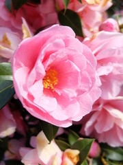 Camellia flower in spring