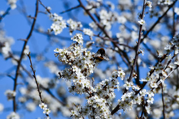white flowers of a blackthorn shrub with a bumblebee