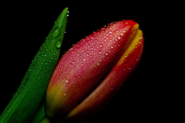 tulipan z kroplami wody na czarnym tle