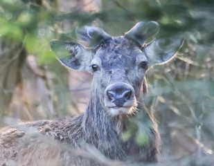 deer in the woods © Mariusz