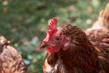 Brown hen in the village