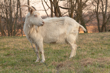 Obraz premium white goat grazes on green with interest looks into the camera lens