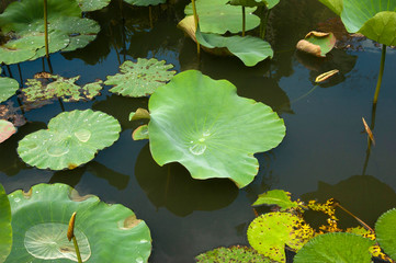 Isla Mauricio Jardín Botánico de Pamplemousses