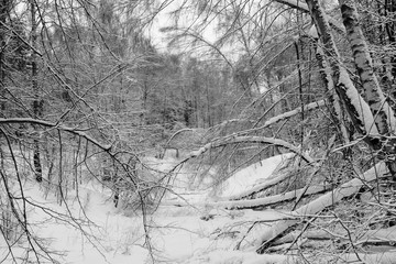 Winter fairy tale in the forest. Russian  winter landscape. Snowy and sunlight wintertime.