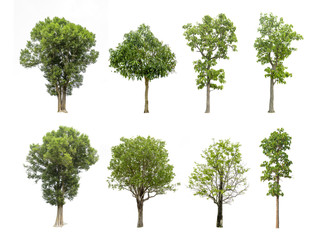 eight Trees on a isolated white background