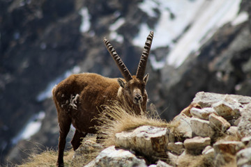 ibex among the ruins of a barracks