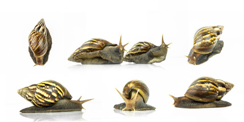 set of snail on white background.
