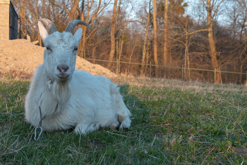 Obraz premium white goat grazes on green with interest looks into the camera lens