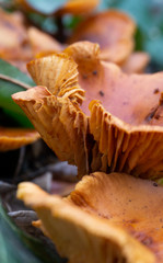 mushrooms in the forest