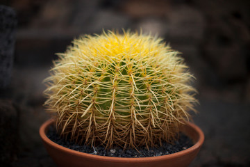 Flor de cactus en fotografía macro