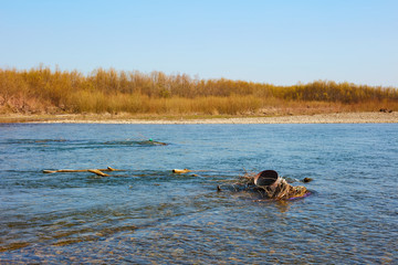 ducks on the river