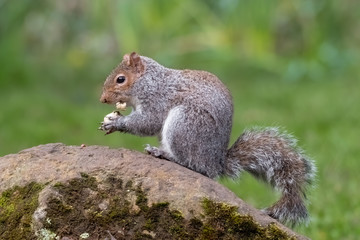 European Grey Squirrel Feeding on a Rock