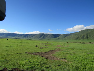 landscape, grass, skyrafa, field, nature, green, sheep, mountain, mountains, summer, farm, meadow, clouds, rural, agriculture, hill, pasture, countryside, blue, herd, hills, country, cow, animal, tree