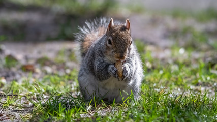 European Grey Squirrel Feeding on Grass