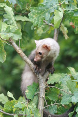 European pine marten (Martes martes) playing and posing on camera