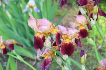 Beautiful Tender Irisis Close-up. Spring-flowering. Natural spring flowers macro background. Hd floral wallpapers for desktop.