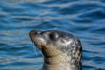 Fototapeta premium Close Up portrait Grey Seal Off North Sea Coast