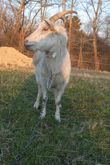 white goat grazes on green with interest looks into the camera lens