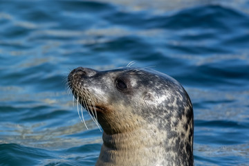 Fototapeta premium Close Up portrait Grey Seal Off North Sea Coast