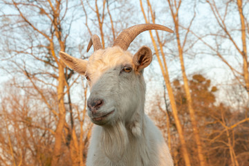 white goat grazes on green with interest looks into the camera lens