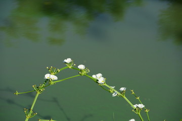 lily of the valley