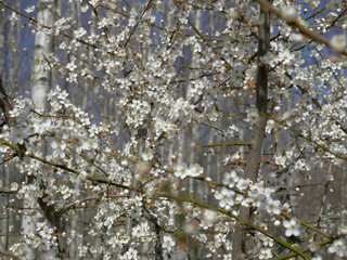 Wiosna - tło z motywem kwiatowym © Ola i Eryk