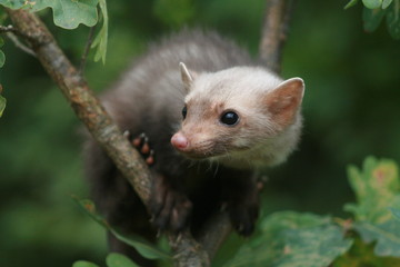 European pine marten (Martes martes) playing and posing on camera